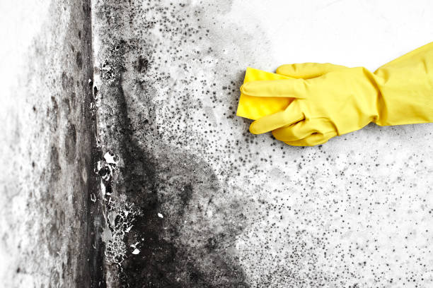 Best Mold Documentation for Insurance Claims  in Rhinelander, WI